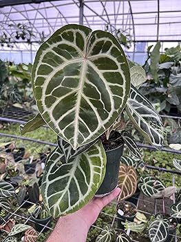 【Tree fern】 Tasmanian Tree Fern, Dicksonia antarctica, Monrovia Plant